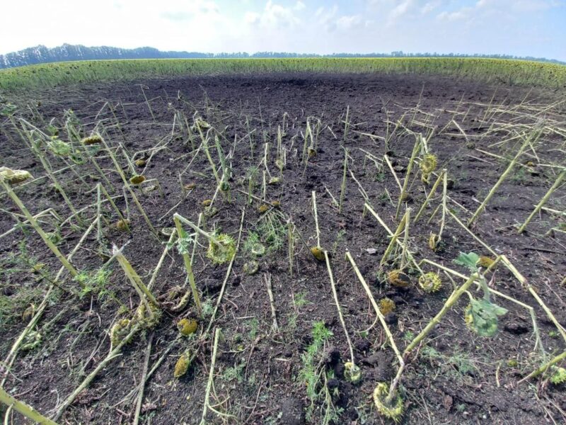 Екологічні збитки: Олена Криворучкіна розповіла про нанесену рф шкоду довкіллю