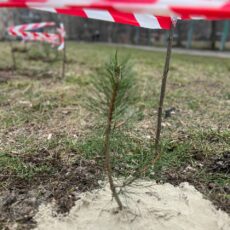 Вічнозелені красуні на Сонячному: місцеві жителі висадили дерева біля дитячого майданчику